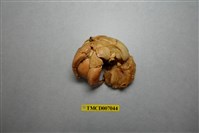 藏品(短腕陸寄居蟹)的圖片